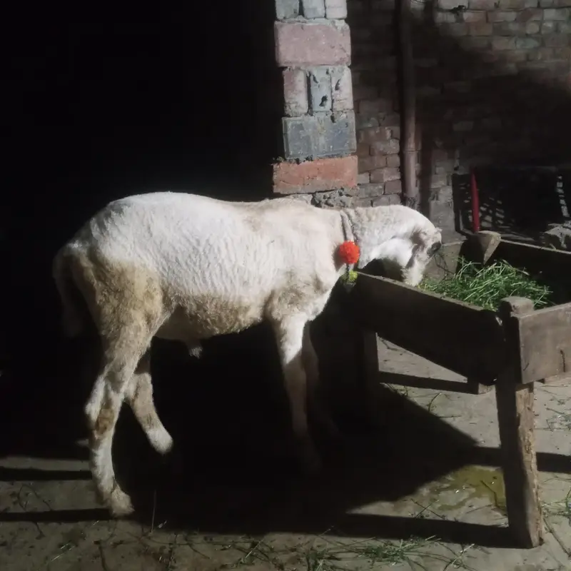 chatra 3 month for sale in Lahore — photo 2
