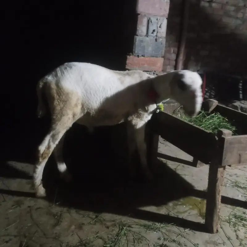 chatra 3 month for sale in Lahore — photo 3