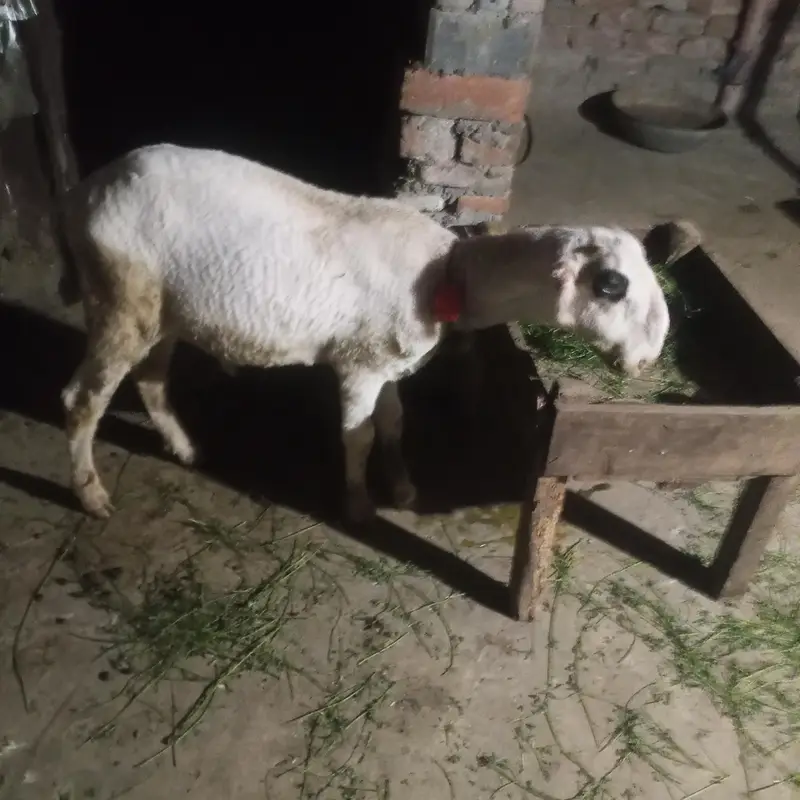 chatra 3 month for sale in Lahore — photo 4