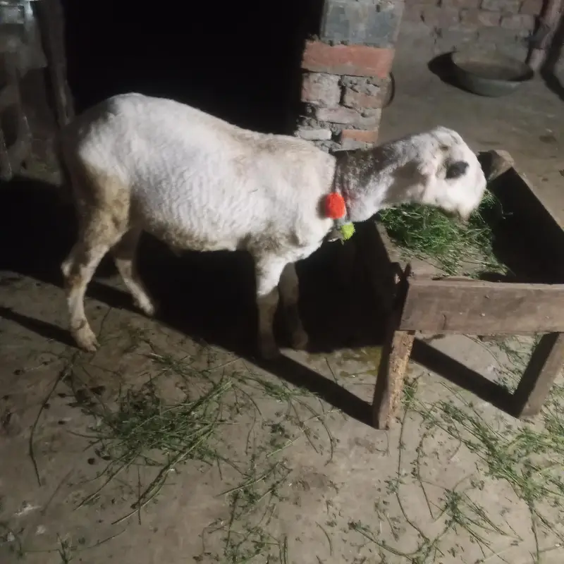 chatra 3 month for sale in Lahore — photo 5