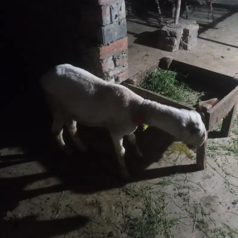chatra 3 month for sale in Lahore — photo 6