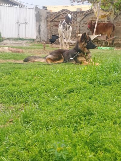 female german shepherd