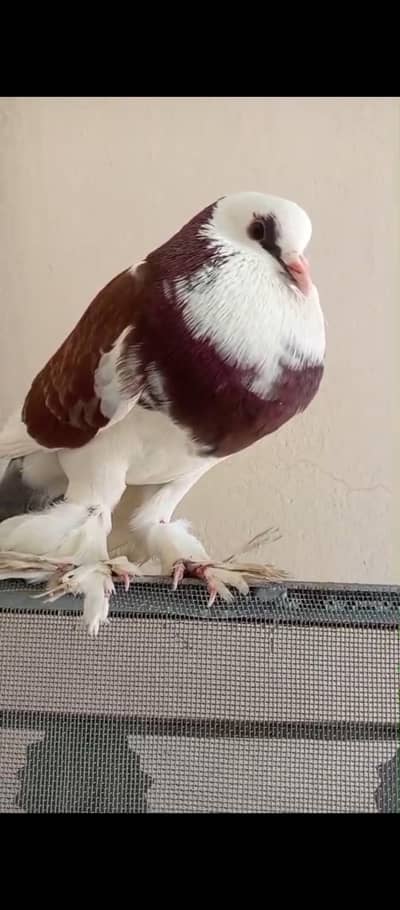 hom breed all birds activ and hlthy