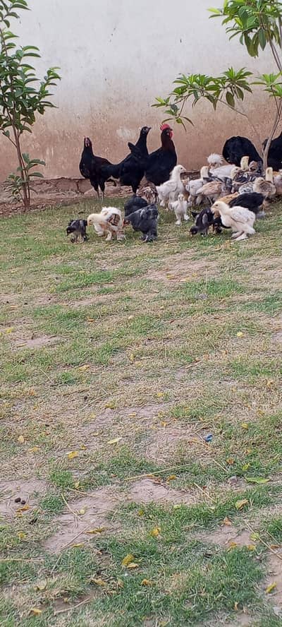 all fancy chicks available