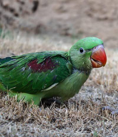 raw parrot chicks