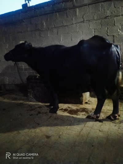 neli buffalo for sale