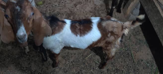 Bakra and bakri  1 piece 30K