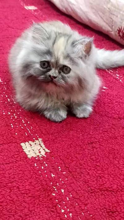 Beautiful persian cat 2.5 coat for sale