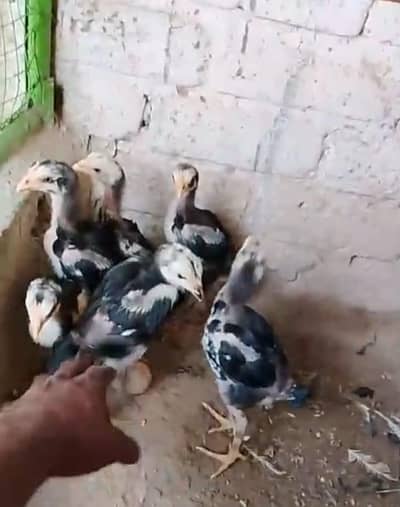 Burmi pakoye penas