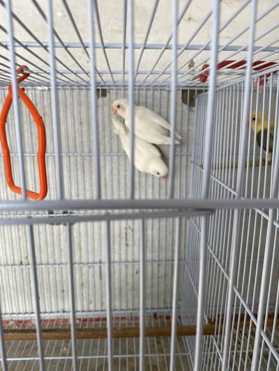 love bards with folding cage
