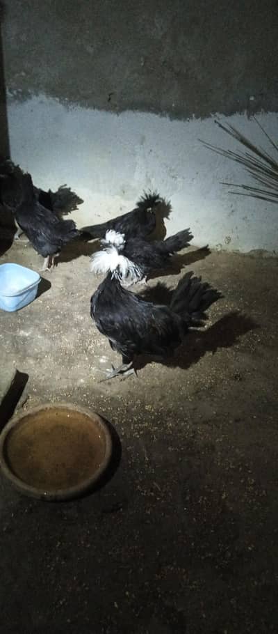 fancy hen