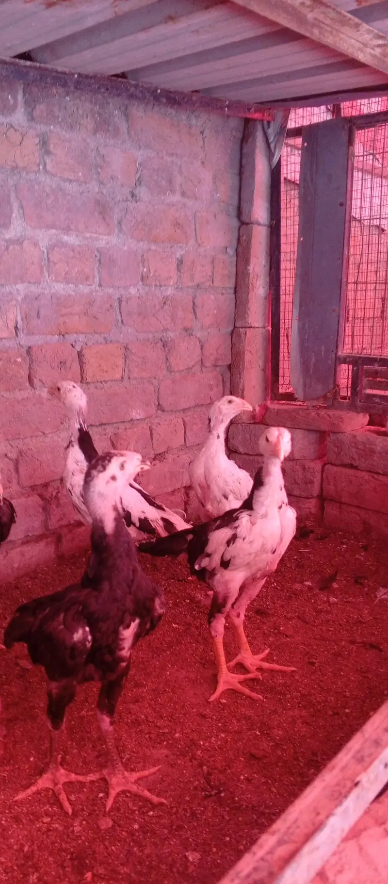 black shamo chicks
