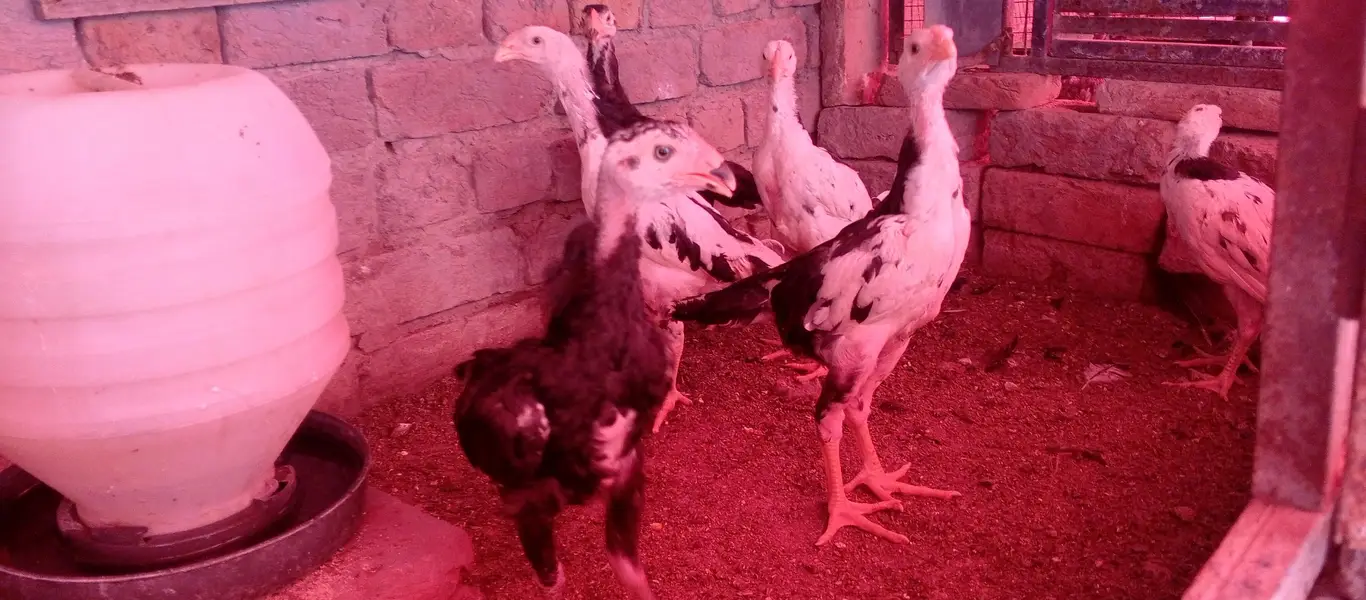 black shamo chicks — photo 2