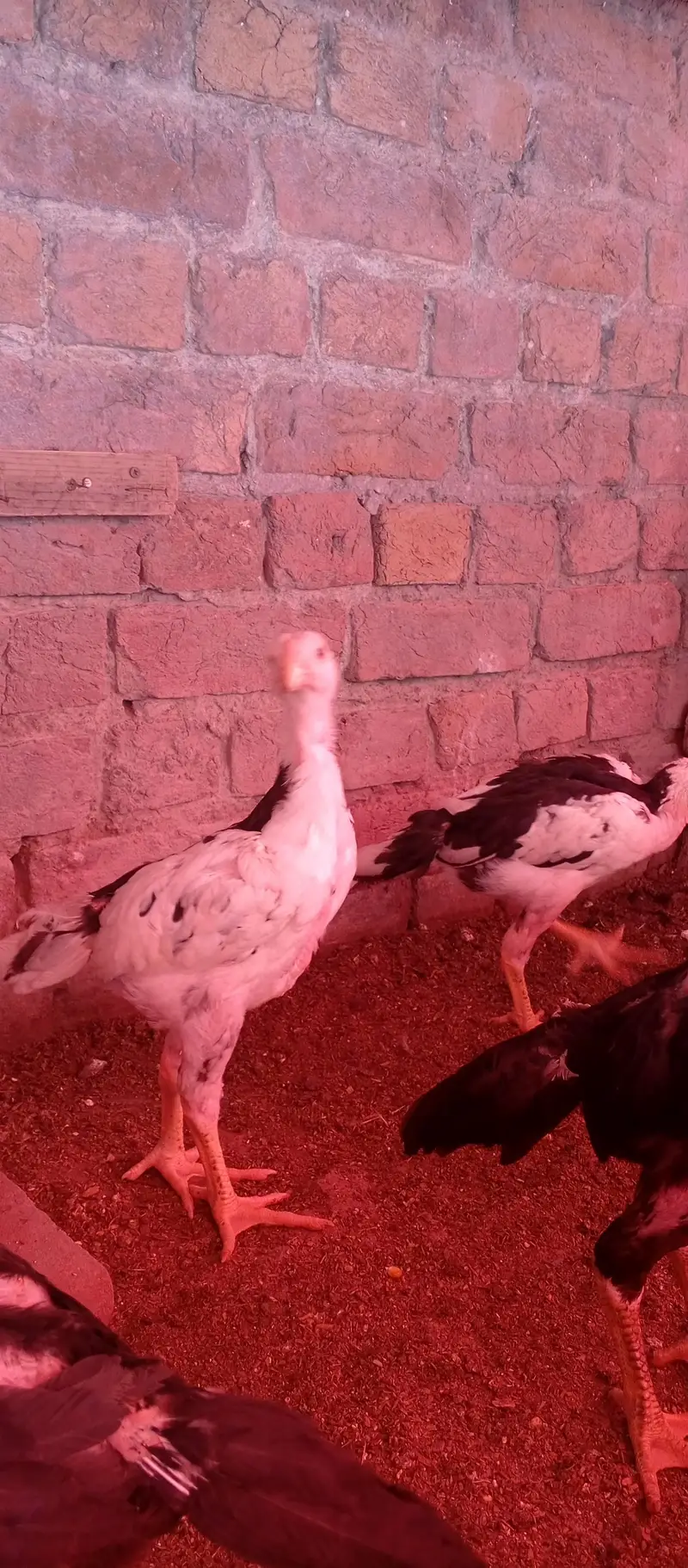 black shamo chicks — photo 3