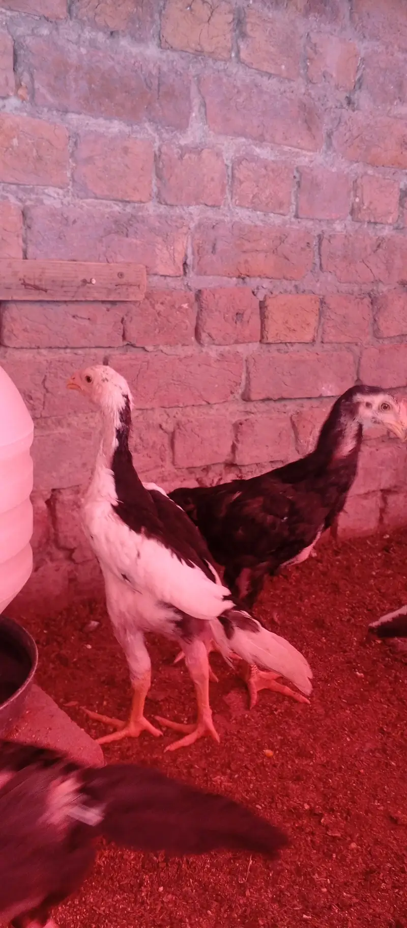 black shamo chicks — photo 4