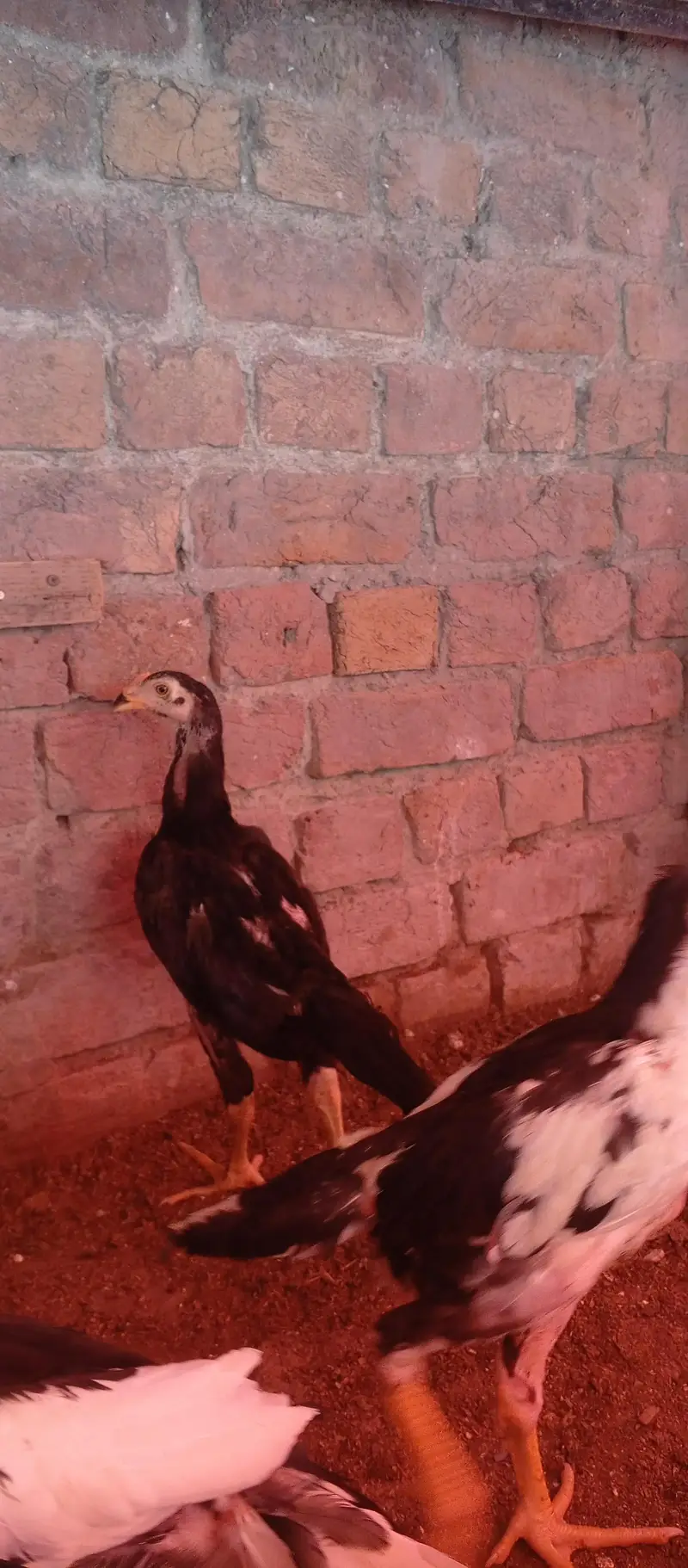 black shamo chicks — photo 5