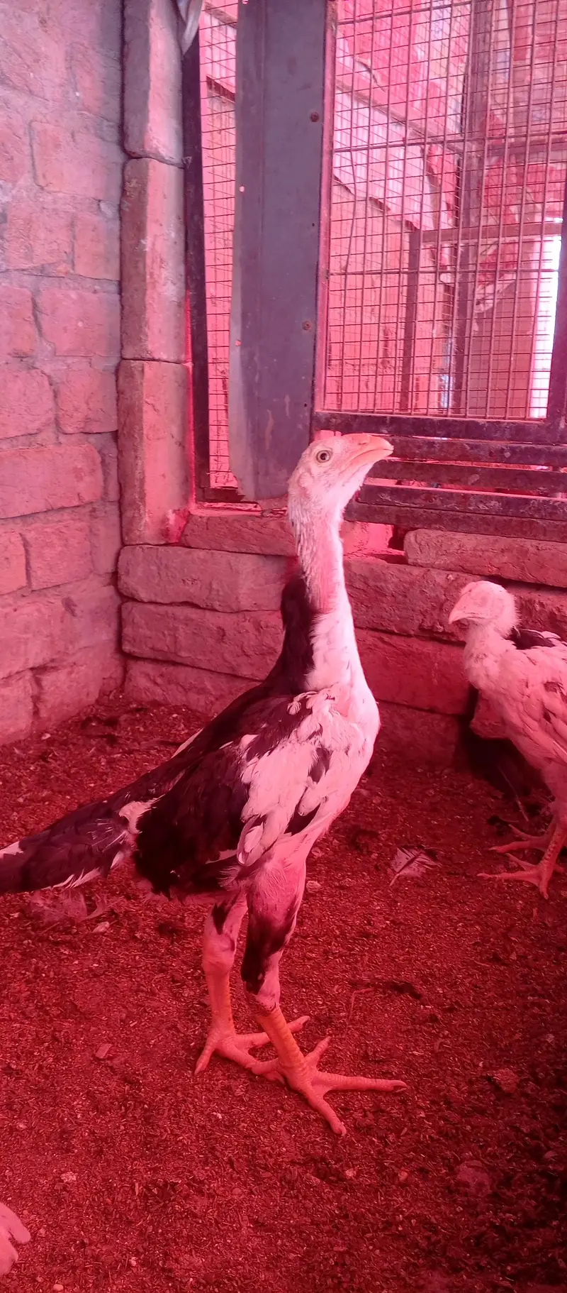 black shamo chicks — photo 6