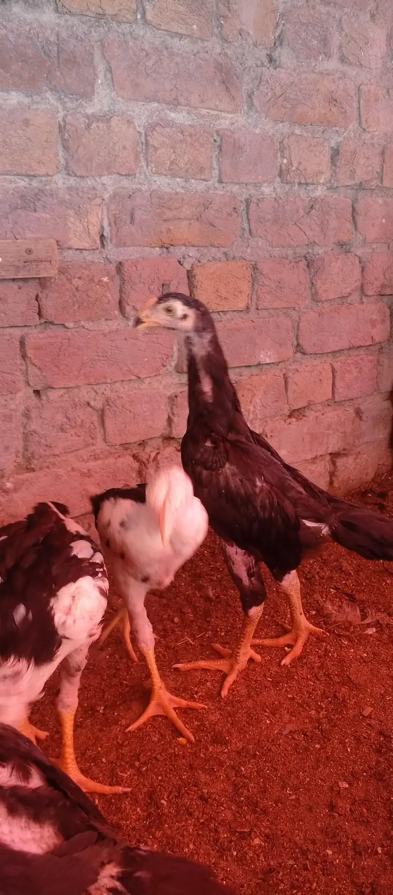 black shamo chicks — photo 7
