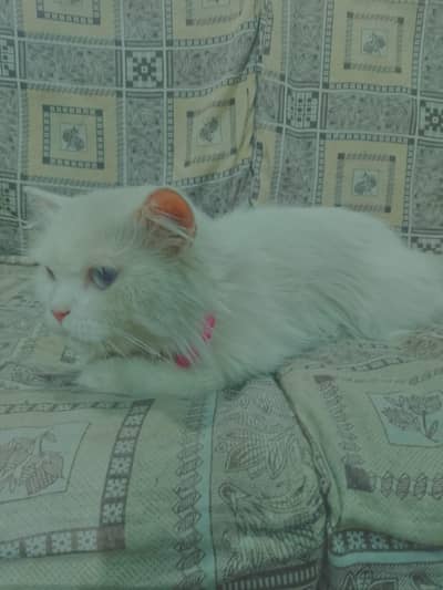 Premium Quality Triple Coat White Persian (Shirazi) Cat for Sale