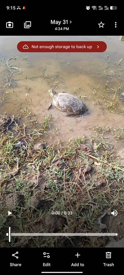turtle 