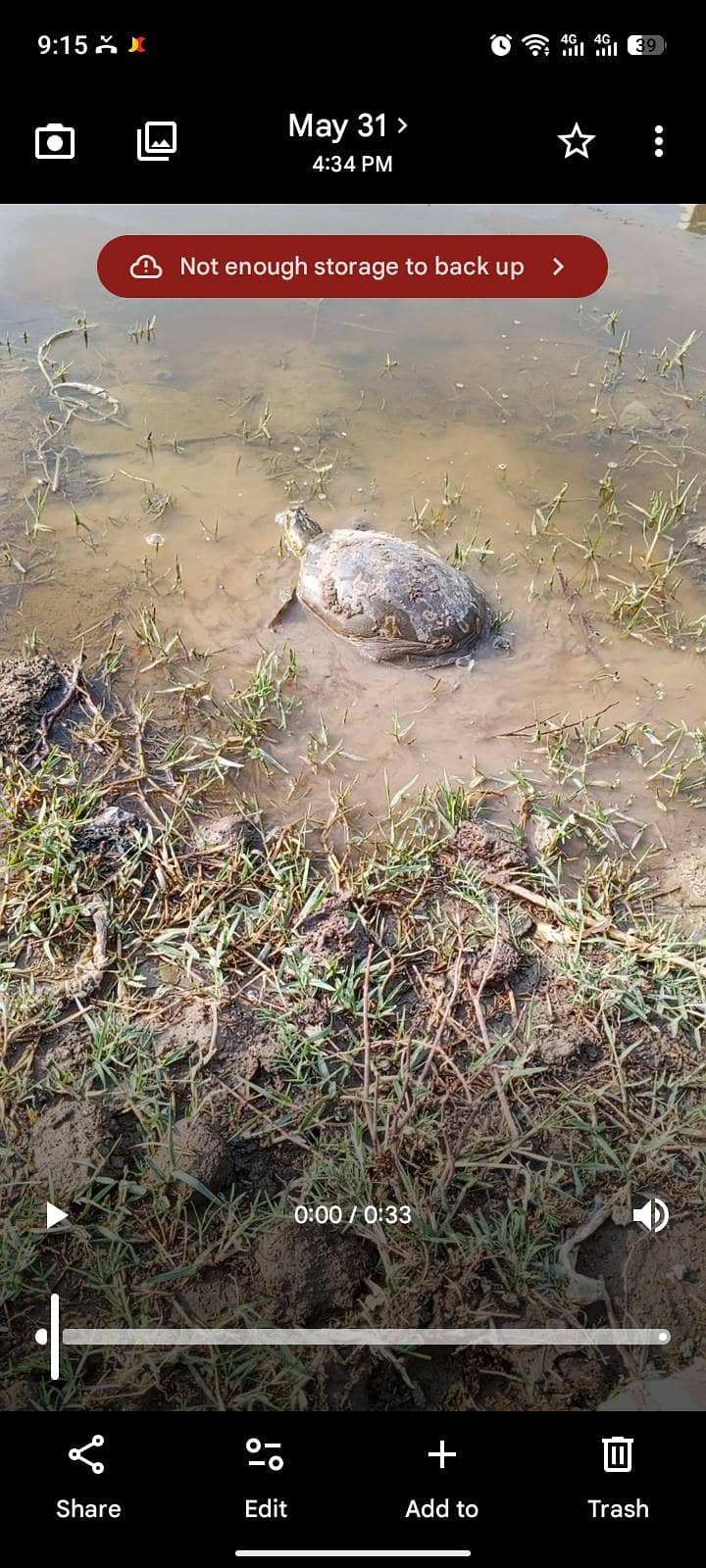 turtle  0