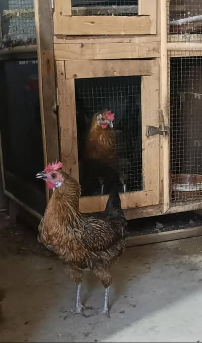 5 Desi Murgiya and 1 Desi Murga For Sale !