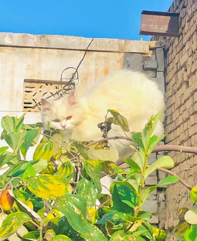 persian cat for sale MywatsapppNumber0348-55-58-176