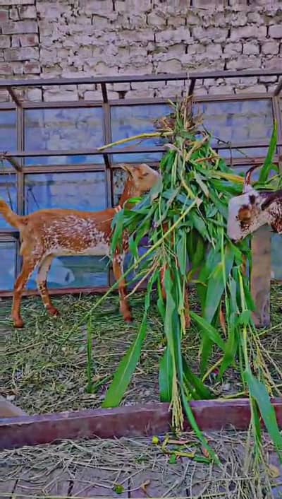 pair burbari