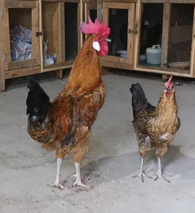Special Eid Offer:- 1 Desi Murga and 5 Murgiya For Sale.