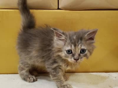 Persian cat
