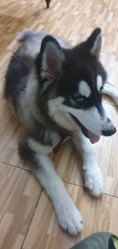 Husky  for sale