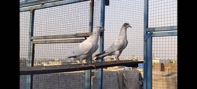 Home breed breeder baby pigeons