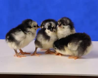 Australorp chicks and fertile eggs