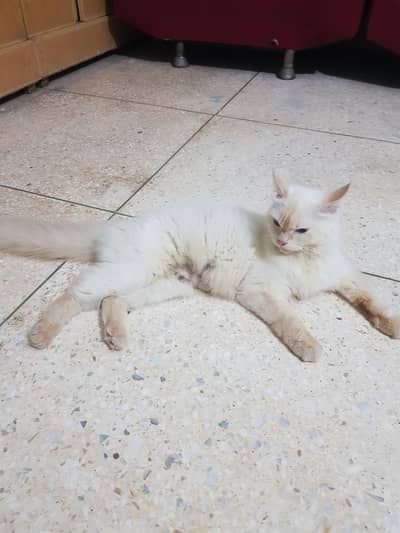 persian cute white and golden color
