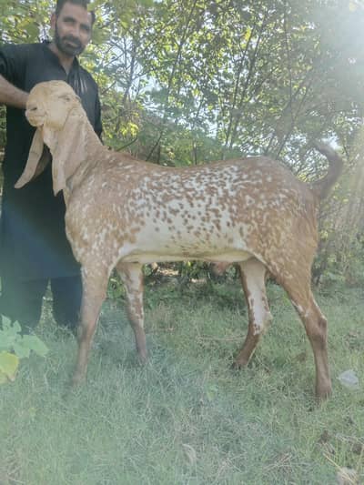 makhi cheena Breeder
