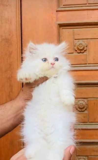 pure Persian cats vaccinated triple coated/WhatsApp 03316360929