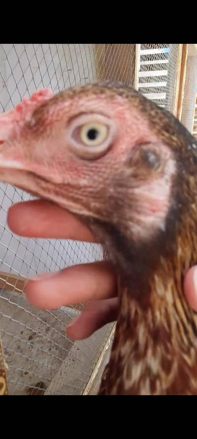 Aseel hen  java choras phati vali nali quality birds