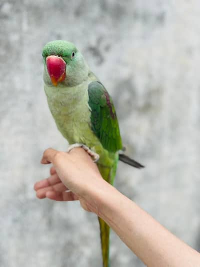Raw parrot