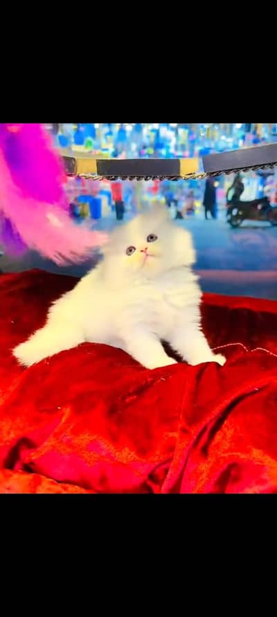 persian cat for sale MywatsapppNumber0348-55-58-176