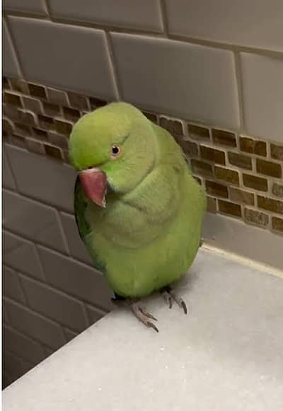 male parrot