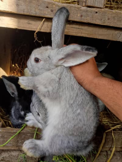 Flemish Gaint Rabbit Bunnies Only Female Available 4 Month