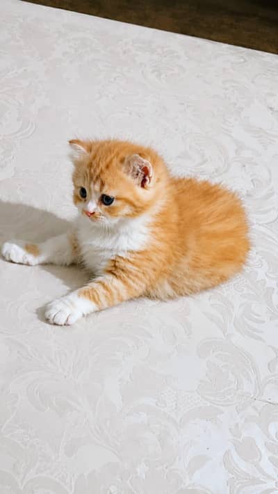 Urgent: Adorable Kitten for Sale
