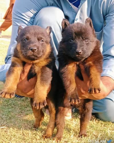 German shepherd puppies for sale / puppy / GSD pup / german sheph