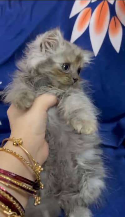 Persian breed kittens