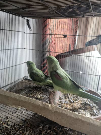 raw Parrat chick