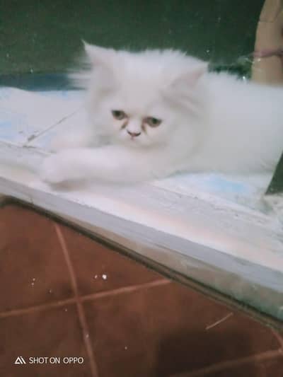 persian cat for sale