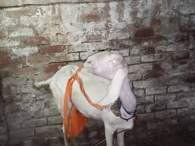 Bakri for sale  breed Ranjan puri