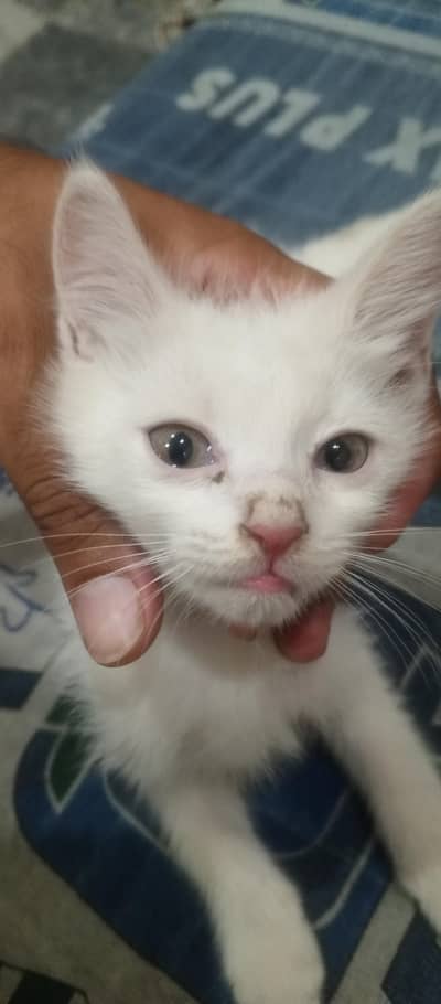 Persian Cat