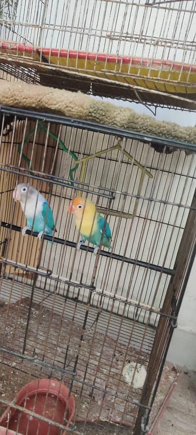 Confrim breeding pair