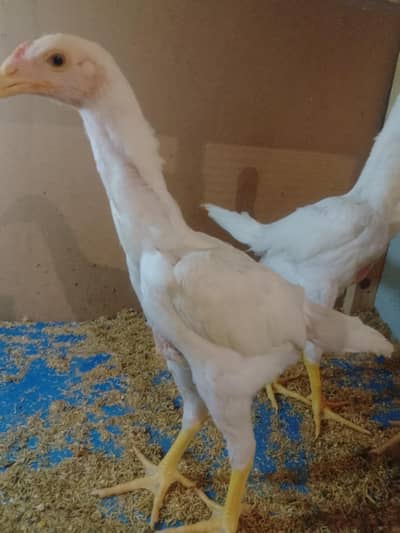 German King Size Shamo chicks